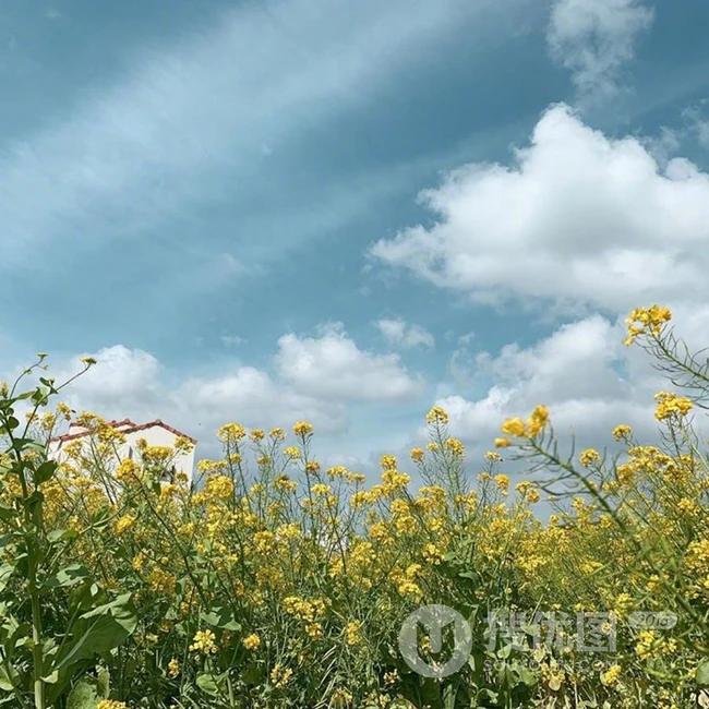 蓝色的天空，黄色的油菜花地，太美了 第7张