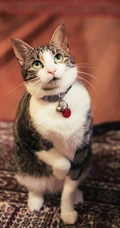 憨憨的萌猫宠物高清4k屏手机壁纸