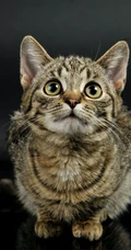 憨憨的萌猫宠物高清4k屏手机壁纸