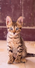憨憨的萌猫宠物高清4k屏手机壁纸