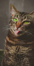 憨憨的萌猫宠物高清4k屏手机壁纸