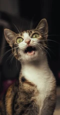 憨憨的萌猫宠物高清4k屏手机壁纸