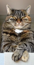 憨憨的萌猫宠物高清4k屏手机壁纸