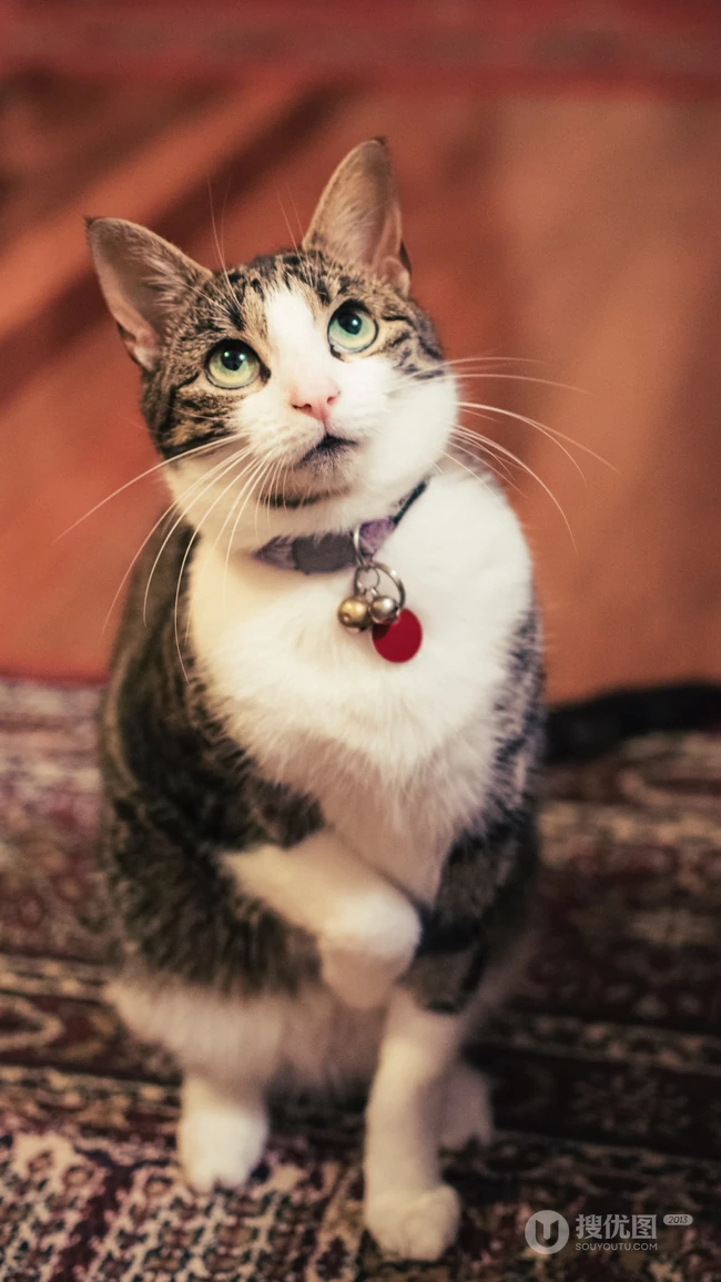 憨憨的萌猫宠物高清4k屏手机壁纸