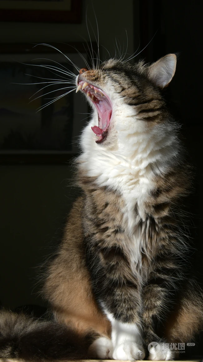 憨憨的萌猫宠物高清4k屏手机壁纸