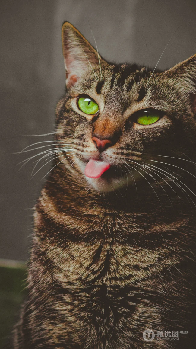 憨憨的萌猫宠物高清4k屏手机壁纸