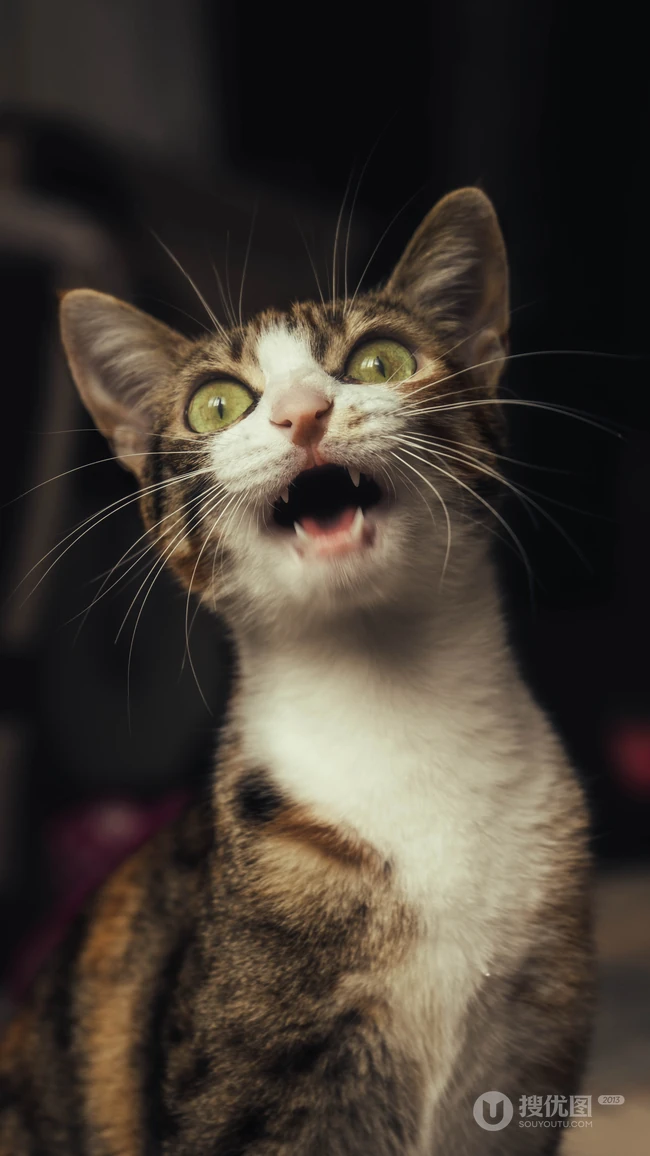 憨憨的萌猫宠物高清4k屏手机壁纸