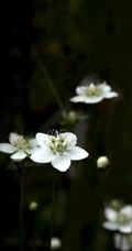 梅花草，自然生长一支或多支梅花草静距离美图