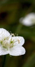 梅花草，自然生长一支或多支梅花草静距离美图