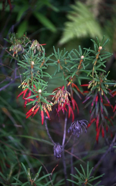 杜香，已经开花的杜鹃花科灌木植物杜香高清图片