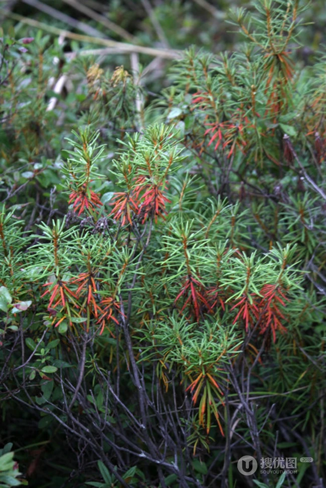 杜香，已经开花的杜鹃花科灌木植物杜香高清图片