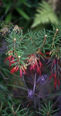 杜香，已经开花的杜鹃花科灌木植物杜香高清图片