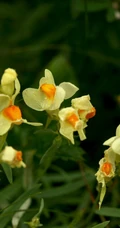 柳穿鱼，长着黄色小花朵，与金鱼非常类似的柳穿鱼花朵美图