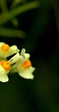 柳穿鱼，长着黄色小花朵，与金鱼非常类似的柳穿鱼花朵美图