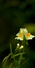 柳穿鱼，长着黄色小花朵，与金鱼非常类似的柳穿鱼花朵美图