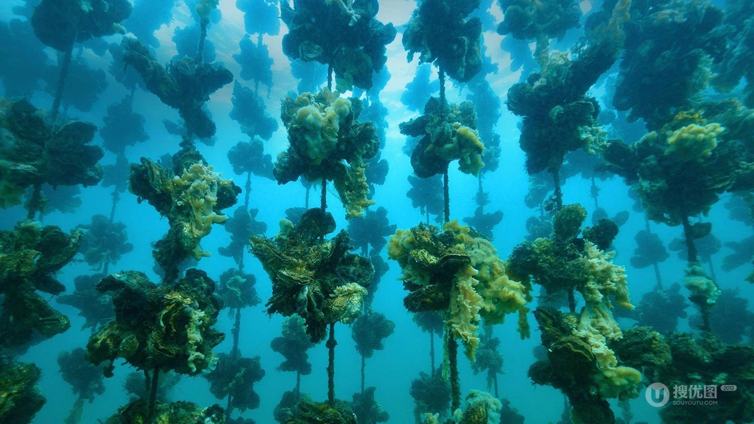 牡蛎，海蛎养殖场，海水底下生长的一串串牡蛎高清壁纸图片