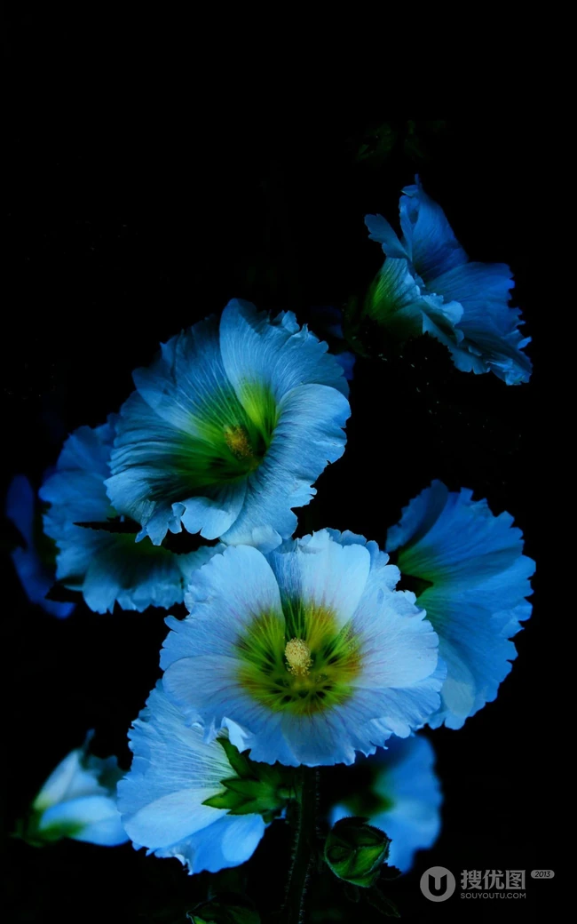 蓝色的花儿，黑色的背景，高清4K花朵手机壁纸图片