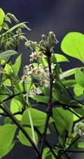大血藤的样子 ，自然生长于野外的大血藤枝叶，花朵滕曼高清图片