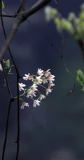 大血藤的样子 ，自然生长于野外的大血藤枝叶，花朵滕曼高清图片