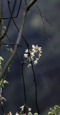 大血藤的样子 ，自然生长于野外的大血藤枝叶，花朵滕曼高清图片