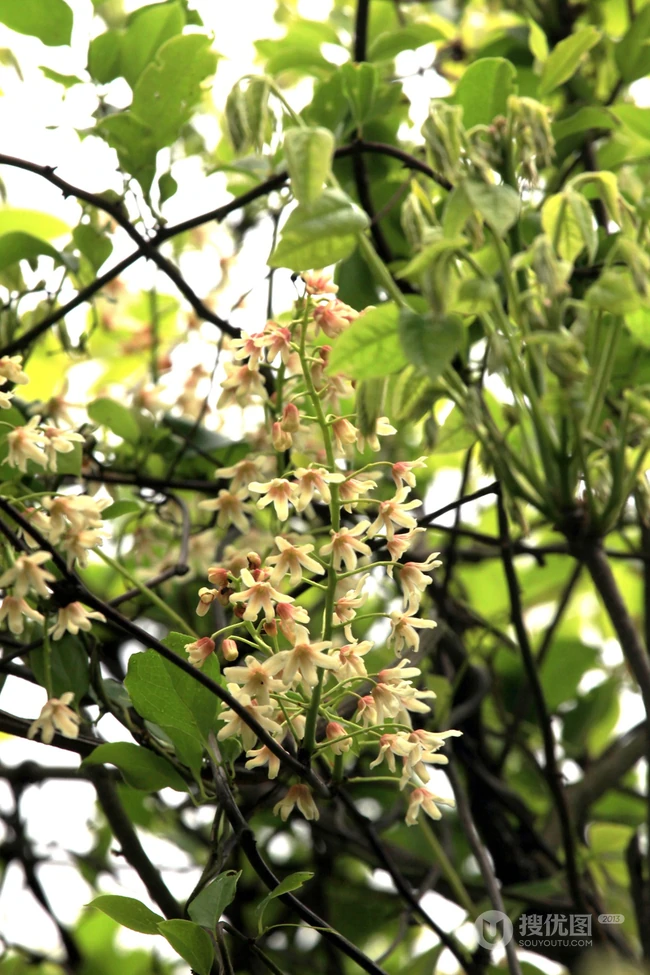 大血藤的样子 ，自然生长于野外的大血藤枝叶，花朵滕曼高清图片