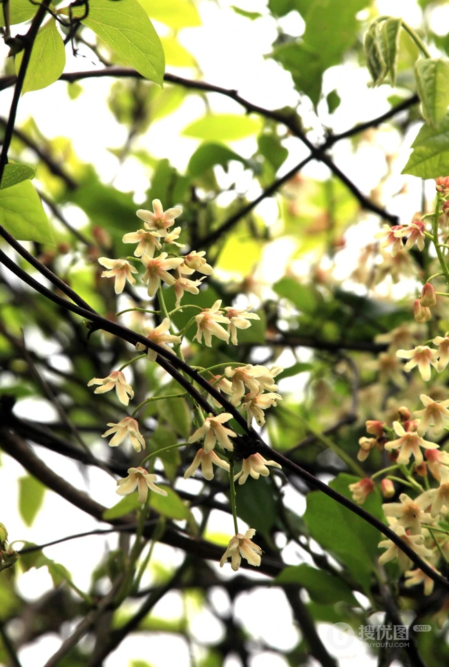 大血藤的样子 ，自然生长于野外的大血藤枝叶，花朵滕曼高清图片
