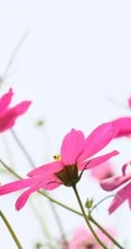 格桑花，多种颜色的藏族文化象征植物格桑花唯美图片