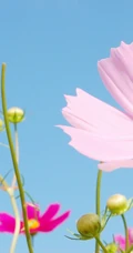 格桑花，多种颜色的藏族文化象征植物格桑花唯美图片