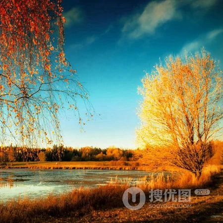 秋意浓，尝试下金黄的树叶唯美风景头像图片吧