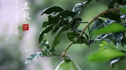 立秋壁纸，以荷塘，知了，水果，果树为背景的立秋节气文字壁纸图片