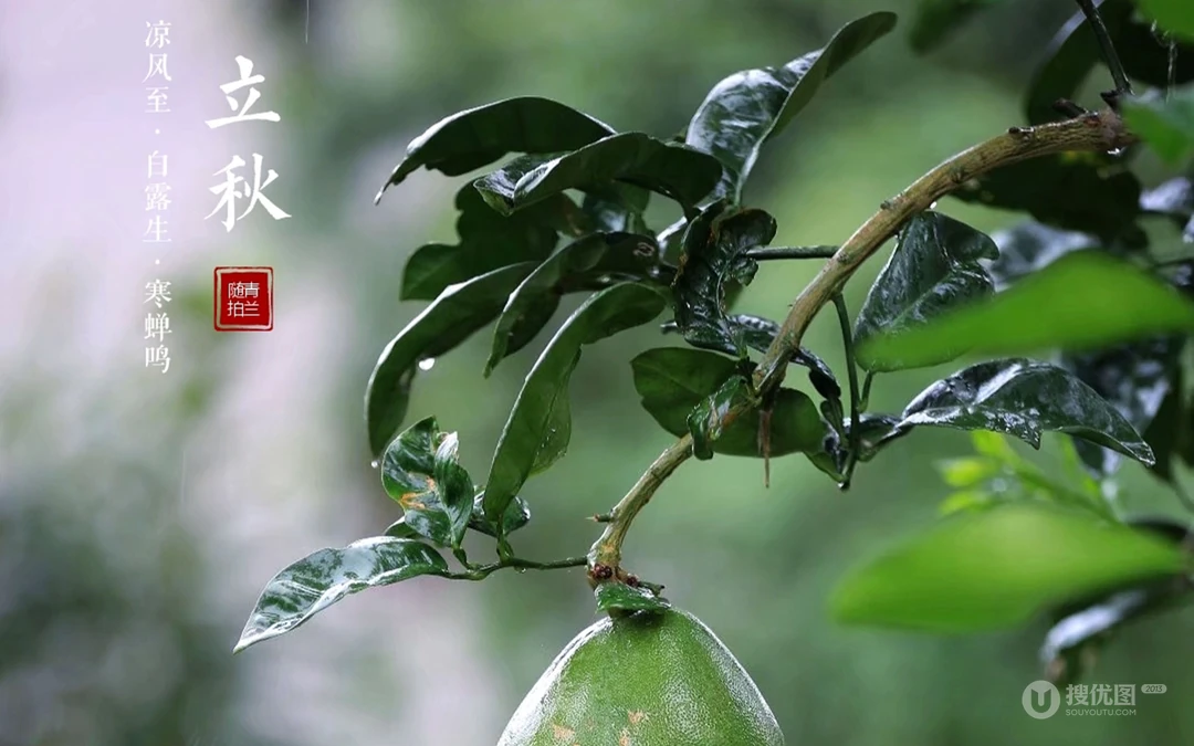 立秋壁纸，以荷塘，知了，水果，果树为背景的立秋节气文字壁纸图片