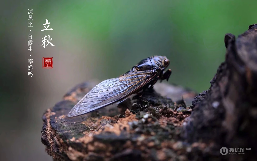 立秋壁纸，以荷塘，知了，水果，果树为背景的立秋节气文字壁纸图片