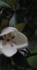 广玉兰花图片，花开正好的白色&ldquo;荷花玉兰&rdquo;广玉兰花朵清新美图