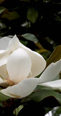 广玉兰花图片，花开正好的白色&ldquo;荷花玉兰&rdquo;广玉兰花朵清新美图