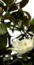 广玉兰花图片，花开正好的白色&ldquo;荷花玉兰&rdquo;广玉兰花朵清新美图