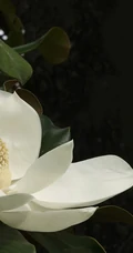 广玉兰花图片，花开正好的白色&ldquo;荷花玉兰&rdquo;广玉兰花朵清新美图