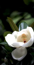 广玉兰花图片，花开正好的白色&ldquo;荷花玉兰&rdquo;广玉兰花朵清新美图