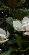 广玉兰花图片，花开正好的白色&ldquo;荷花玉兰&rdquo;广玉兰花朵清新美图