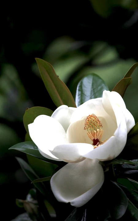 广玉兰花图片，花开正好的白色&ldquo;荷花玉兰&rdquo;广玉兰花朵清新美图