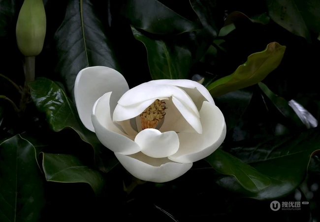 广玉兰花图片，花开正好的白色&ldquo;荷花玉兰&rdquo;广玉兰花朵清新美图