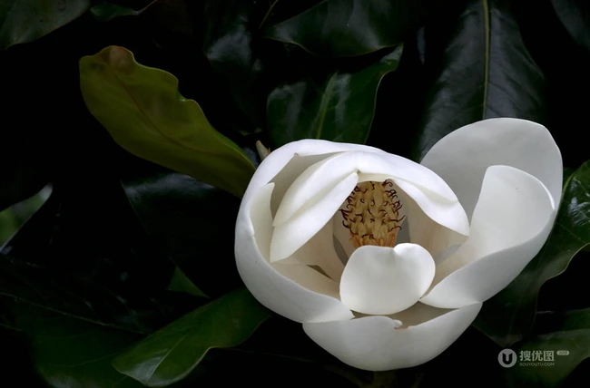 广玉兰花图片，花开正好的白色&ldquo;荷花玉兰&rdquo;广玉兰花朵清新美图