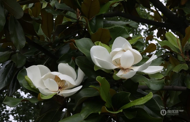 广玉兰花图片，花开正好的白色&ldquo;荷花玉兰&rdquo;广玉兰花朵清新美图