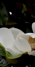 广玉兰花图片，花开正好的白色&ldquo;荷花玉兰&rdquo;广玉兰花朵清新美图