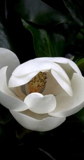 广玉兰花图片，花开正好的白色&ldquo;荷花玉兰&rdquo;广玉兰花朵清新美图
