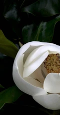 广玉兰花图片，花开正好的白色&ldquo;荷花玉兰&rdquo;广玉兰花朵清新美图