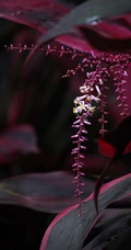 红叶朱蕉，开着一串串小花的常绿灌木红叶朱蕉唯美图片
