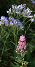 绣线菊，野外自然生长的清新蜜源草本植物绣线菊图片