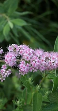 绣线菊，野外自然生长的清新蜜源草本植物绣线菊图片