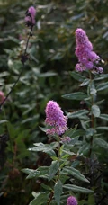 绣线菊，野外自然生长的清新蜜源草本植物绣线菊图片