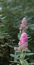 绣线菊，野外自然生长的清新蜜源草本植物绣线菊图片